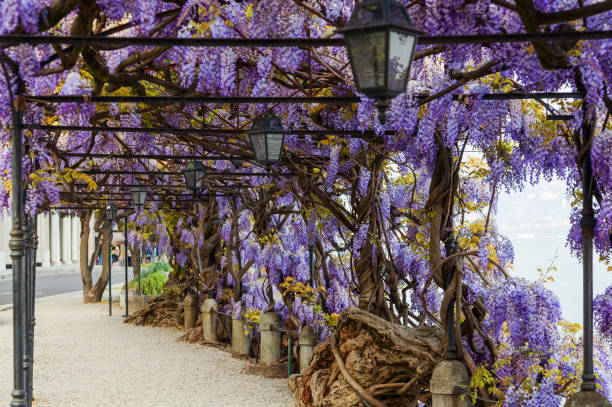 Glycine autour d'une pergola