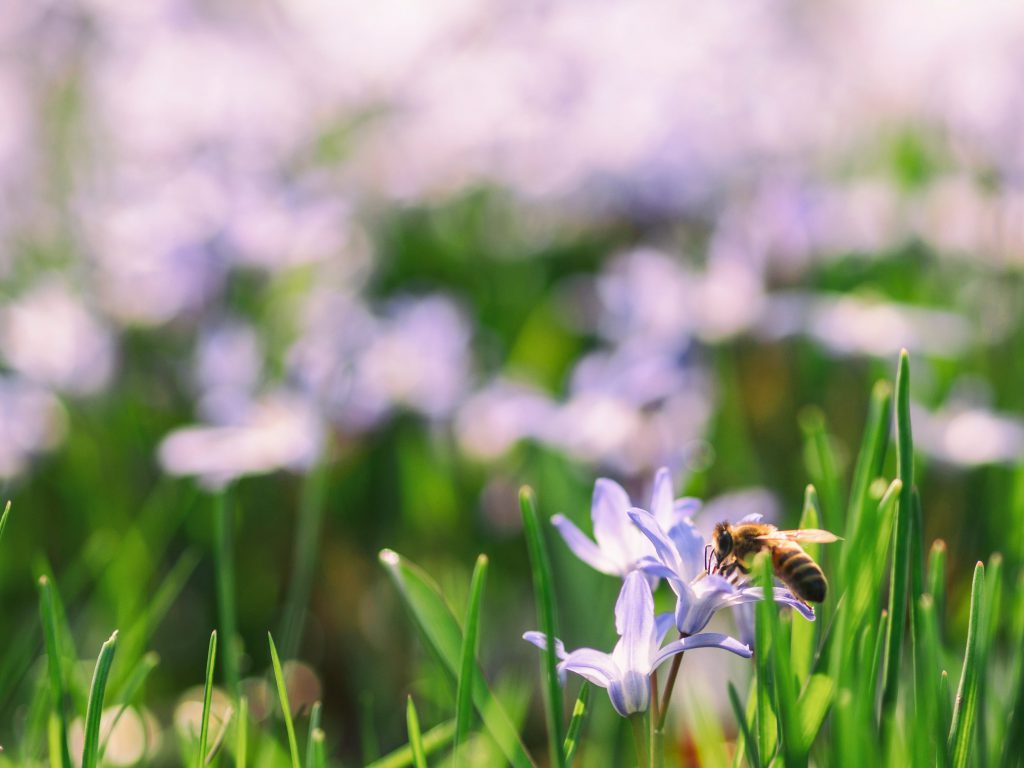 un champ de fleurs et une abeille qui butine