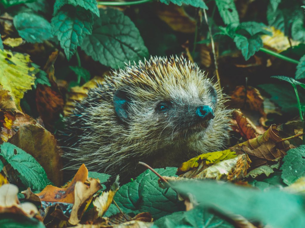 Un hérisson brun dans sur un tas de feuilles