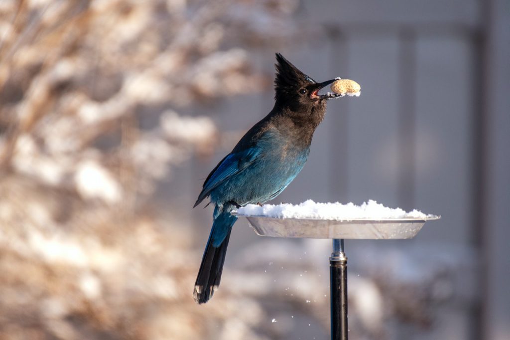 Oiseau dans une mangeoire