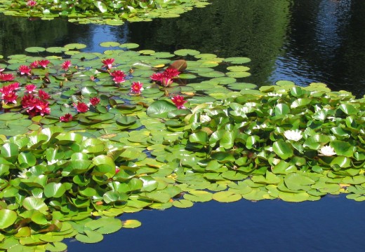 Plantes d’étang et de bassin de jardin