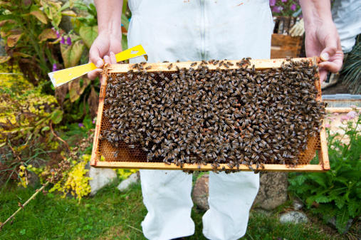 Installer une ruche dans son jardin : que faut-il savoir ?