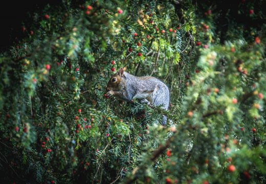 Protéger les petits animaux et les insectes du jardin