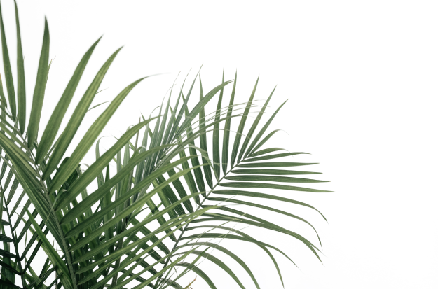Feuilles de palmier sur un fond blanc