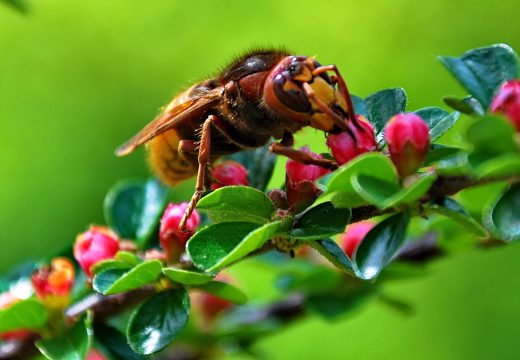 Créer son vélo décoratif de jardin : mode d'emploi - Mon Coach JardinMon  Coach Jardin