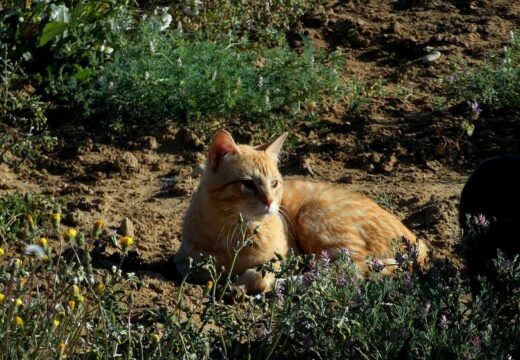 Quelle dimension pour un parc à chat extérieur ?