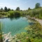 Le rôle des plantes aquatiques dans les piscines biologiques