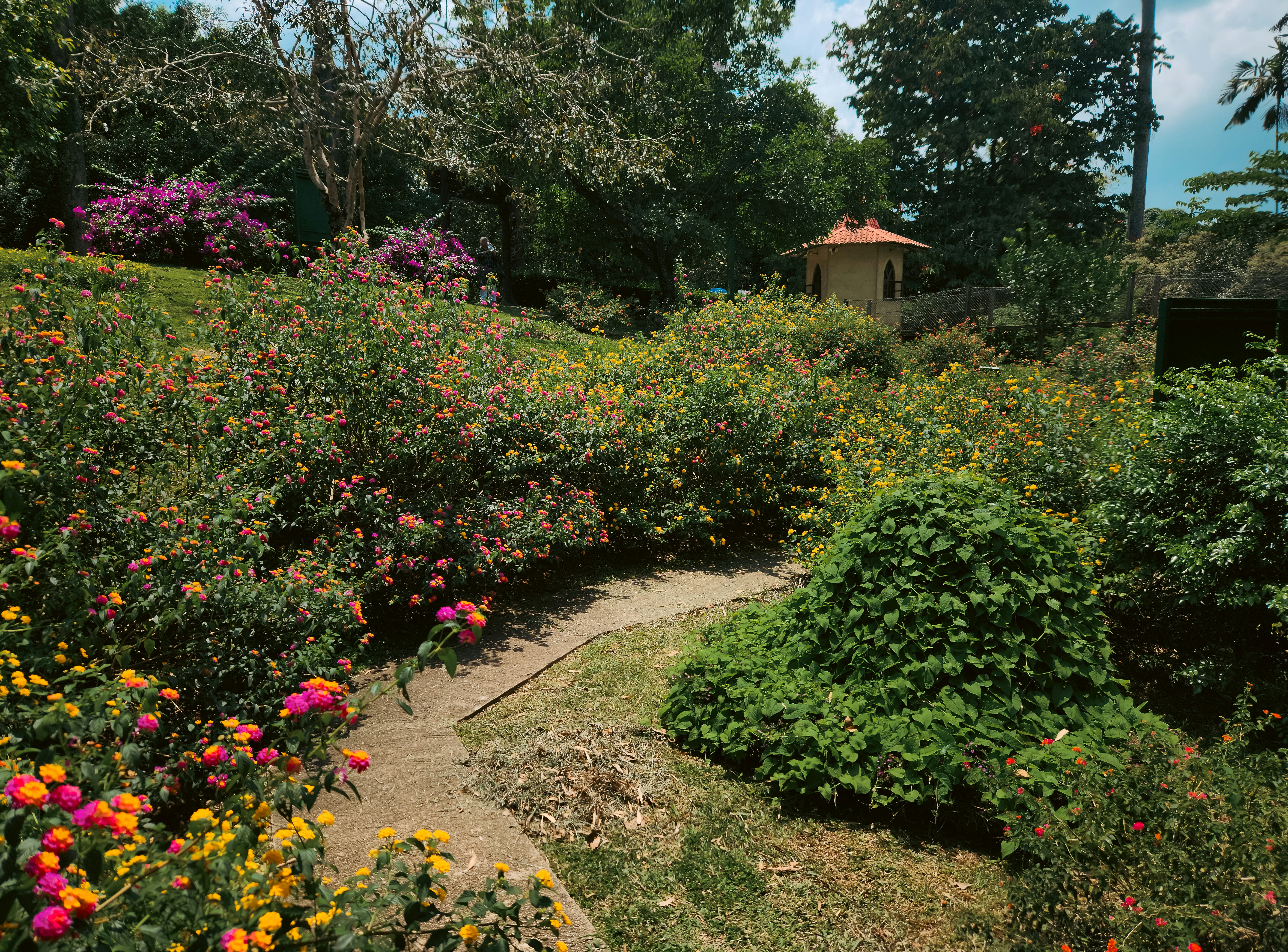 Le jardin thérapeutique : un havre de paix pour la santé mentale