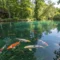 Mythes et réalités : les poissons exotiques dans les bassins de jardin