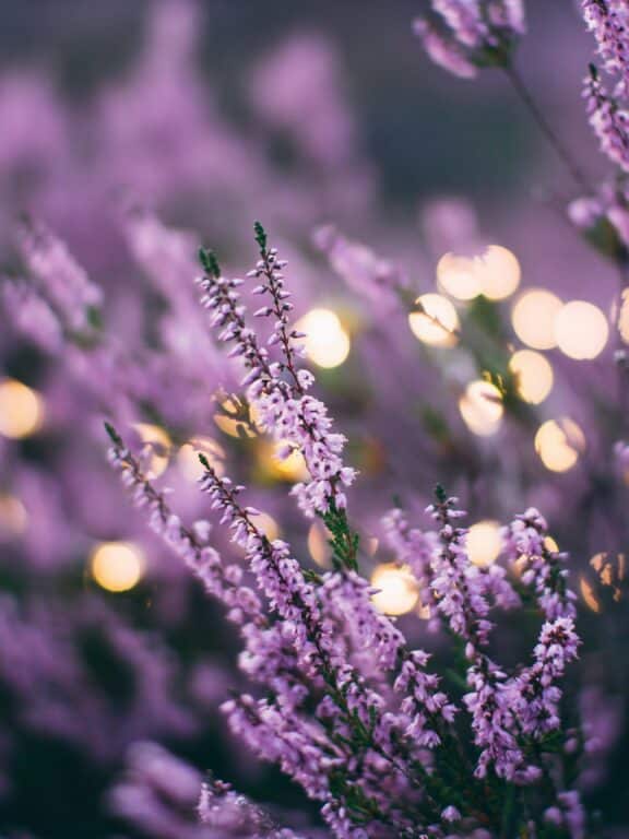 Lavande : 7 recettes DIY pour beauté et bien-être